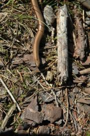 Blindschleiche/blindworm, slow-worm, Anguis fragilis/