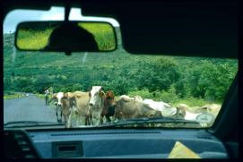 Nicaragua 1992/Kuhherde auf der Strasse/vacas en la carretera/cow herd on the highway/