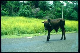 Nicaragua 1992/Kuh auf der Strasse/vaca en la carretera/cow on the highway/