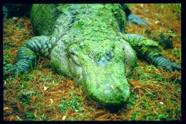 USA Weihnachten 1993/1994/New Orleans Zoo/crocodile/