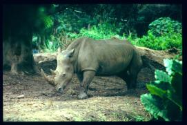 Guatemala 1996/hipopótamo/