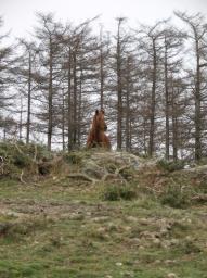 Sepultura de la edad del hierro - Cromlech/Navarra/Pferd/caballo