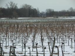 Hadersdorf am Kamp/Weinstoecke im Winter