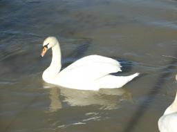 Fotospaziergang Handelskai/Schwan