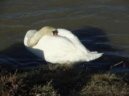 Fotospaziergang Handelskai/Schwan, schlafend