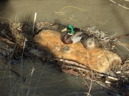 Fotospaziergang Handelskai/Enten am Baumstamm