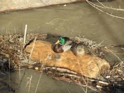 Fotospaziergang Handelskai/Enten am Baumstamm 2