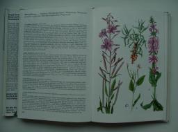 Der Weiderich: botanische Beschreibung/botanical description