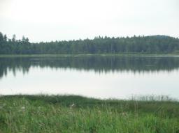 vier Schwaene (swans far away on the lake)