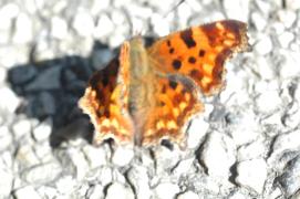    Ein Metterschling/   mit flauen Buegeln/   log durch die Luft./   Er wurde einem Computer entnommen,/   dem war was durcheinander gekommen:/   irgendein Raedchen,/   irgendein Draehtchen,/   und als man es merkte,/   da war´s schon zu spaetchen./   Da war der Metterschling schon feit wort.../   wanz geit.../   Mit lut er teid./Mira Lobe