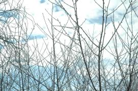 Himmel uber Seyfrieds, gefiltert von Weichselbaeumchen/sour cherry tree filtered Seyfrieds sky