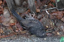 dead bird/clawing for the fence