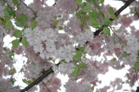 apfelblueten/apple flowers/(I think) apfelblueten/apple flowers/(I think)