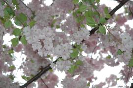 apfelblueten/apple flowers/(I think)