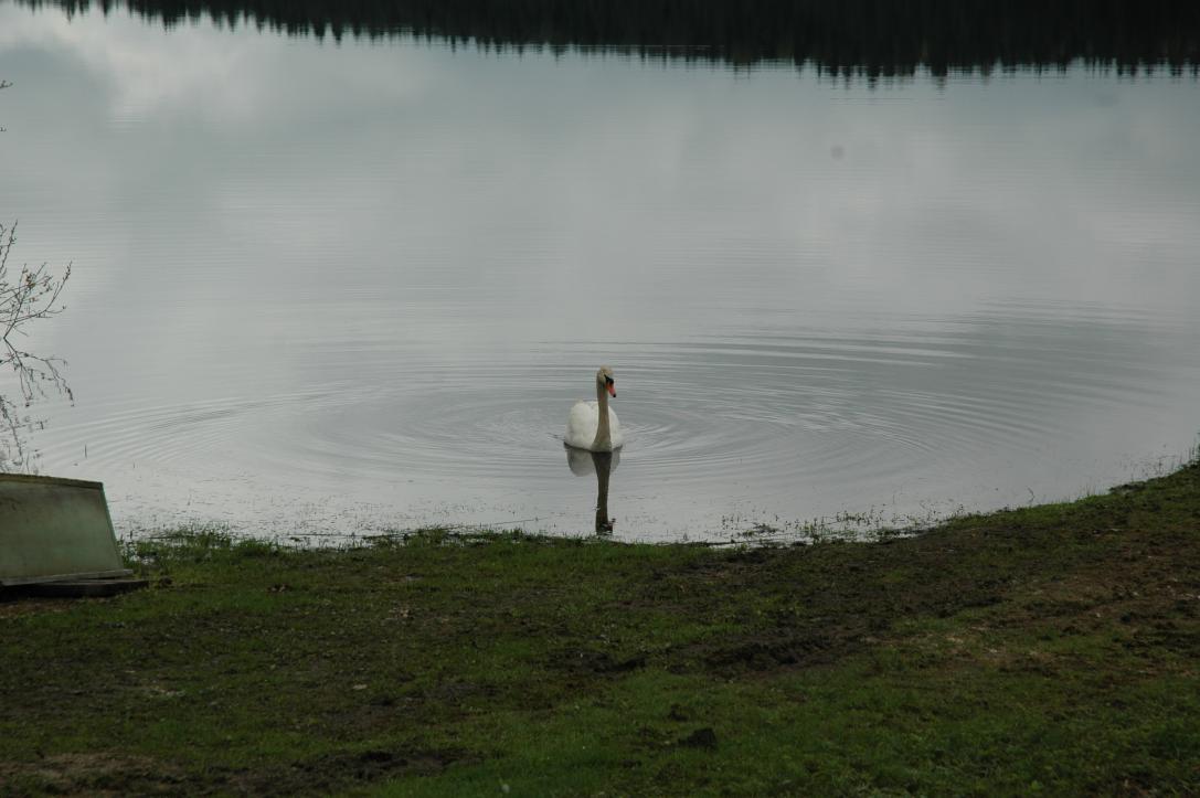 Schwan im Winkelauerteich/1