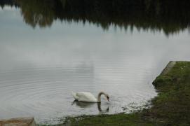 Schwan im Winkelauerteich/2