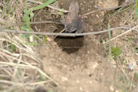 Wuehlmausloch/vole hole