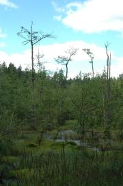 Waldteich bei Seyfrieds