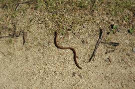 Blindschleiche/blindworm, slow-worm, Anguis fragilis