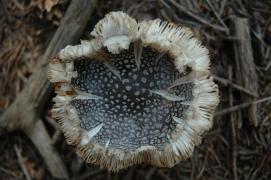 dry mouldering muscaria amanita