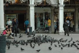 Venezia/Piazza S. Marco/Tauben und FotografInnen Venezia/Piazza S. Marco/Tauben und FotografInnen