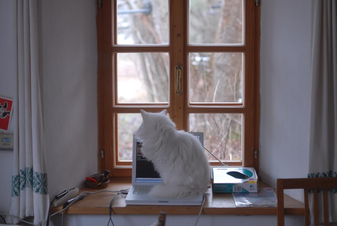 Sybille benutzt das Ibook/Katze