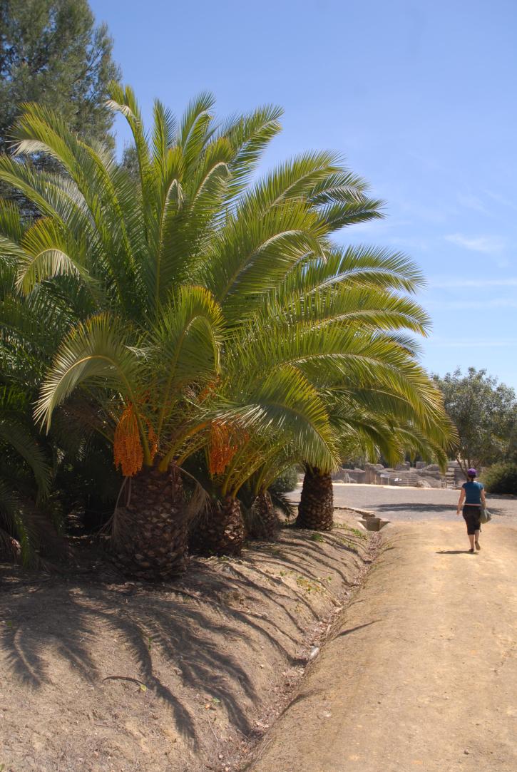 palmas con semillas