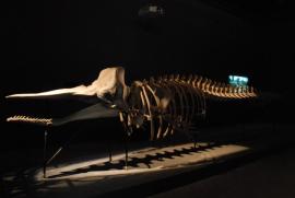 Biennale 2015, Arsenale/Armando Lulaj/Albanian Trilogy: A Series of Devious Stratagems/Whale skeleton 