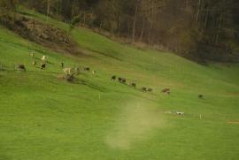 Schweiz (Switzerland)/Kühe (cows)