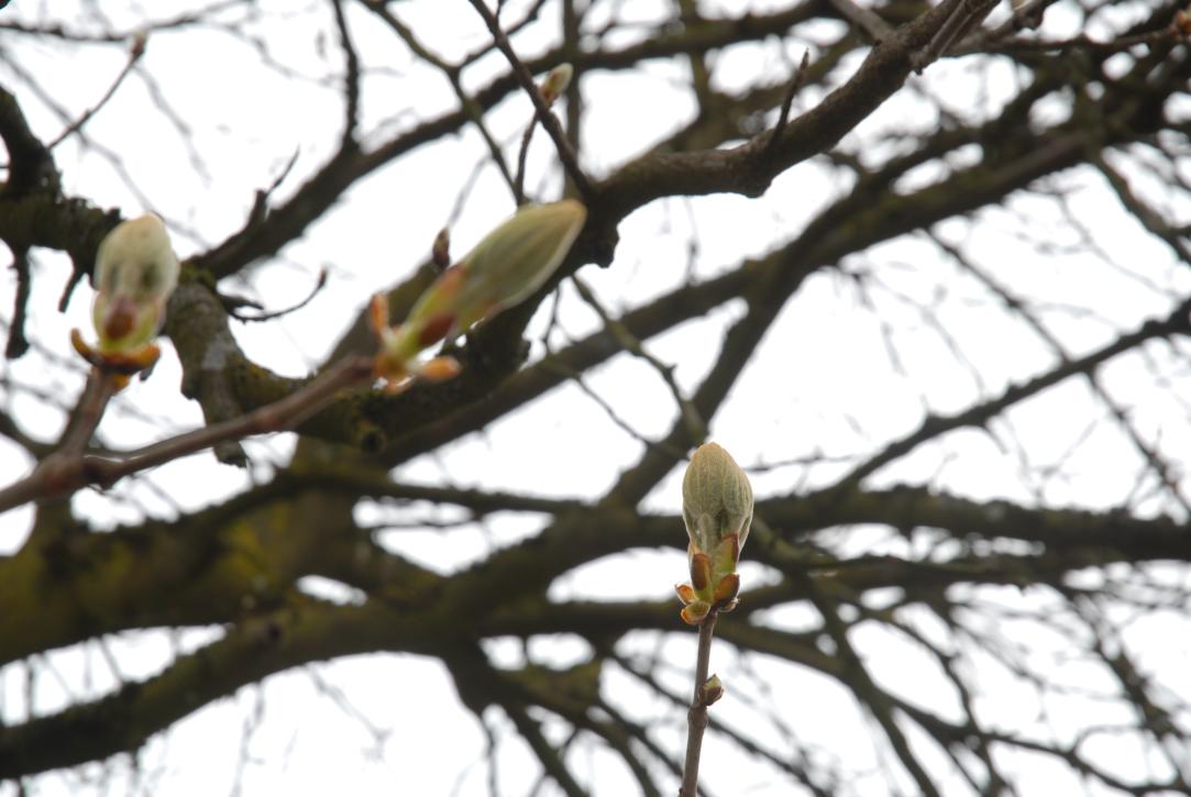 Knospen/Bern/Berne Schweiz/Switzerland