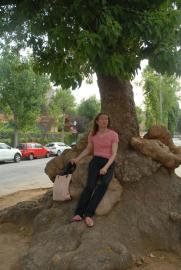 Tree with giant roots on Montjuïc near Museu Nacional d'Art de Catalunya:/Alexandr/aoe/