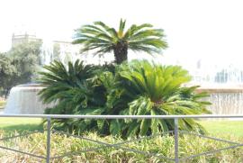 Plaza de Catalunya/Fountain with palm trees