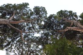 pines from below