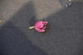 Someone got tulips (one got lost) Someone got tulips (one got lost)