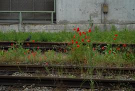 Mohnblumen und Taube/Spittelau