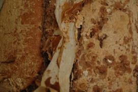 Frankenstein bread with large cracks