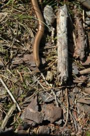 Blindschleiche/blindworm, slow-worm, Anguis fragilis/public