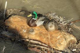 Fotospaziergang Handelskai/Enten am Baumstamm/