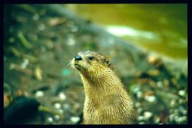 USA Weihnachten 1993/1994/New Orleans Zoo/groundhog?/