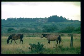 Frankreich/France 1994/chevaux pâturants/Bretagne/public