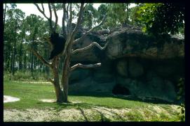 USA 1990/Miami Zoo/black bear