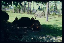 USA 1990/Miami Zoo/Gnus?