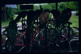 USA 1990/Charleston/peacocks in bike shed