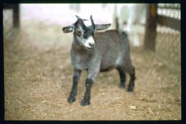 USA 1990/Charleston/goat