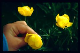 Oesterreich-Reise Juli 1991/Blume/Veronikas Hand