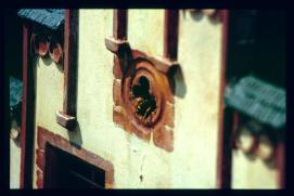 Oesterreich-Reise Juli 1991/Klagenfurt/Minimundus/detail: wasps in miniature window