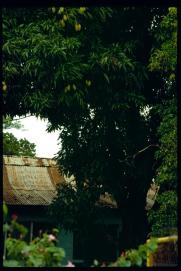 Nicaragua 1992/hospedaje/arbol de mangos