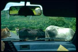 Nicaragua 1992/Kuhherde auf der Strasse/vacas en la carretera/cow herd on the highway
