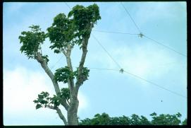 Nicaragua 1992/trees holding telegraph wires/Baeume als Telegraphenmasten/arboles susteniendo lineas telfonicas (?)
