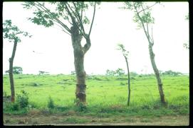 Nicaragua 1992/zaun/fence/cerca